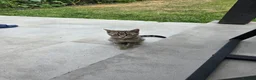 Mixed Breed cats for sale: .Bengal mix kitten in Waltham Cross - Advert 7