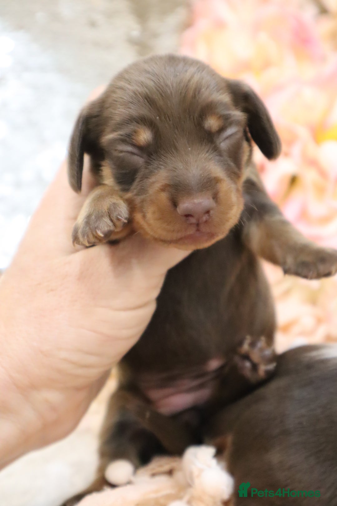 Miniature Dachshund dogs for sale: KC Miniature Dachshund Puppies - Image 16