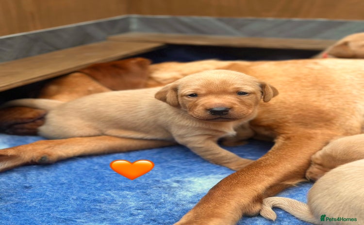 Labrador Retriever dogs - Advert 17