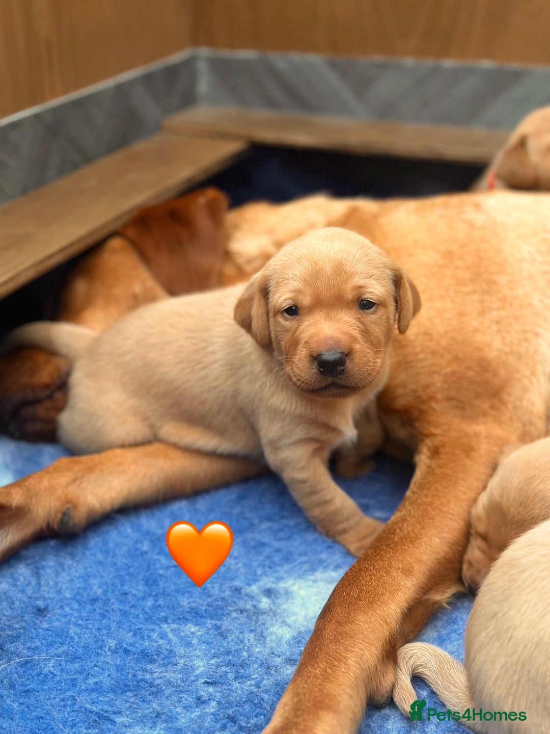 Labrador Retriever dogs for sale: Fox Red Labrador Puppies From Working Parents - Image 1