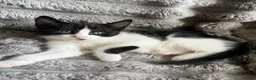Turkish Angora cats for sale: Beautiful pattern, Kitten - Advert 9