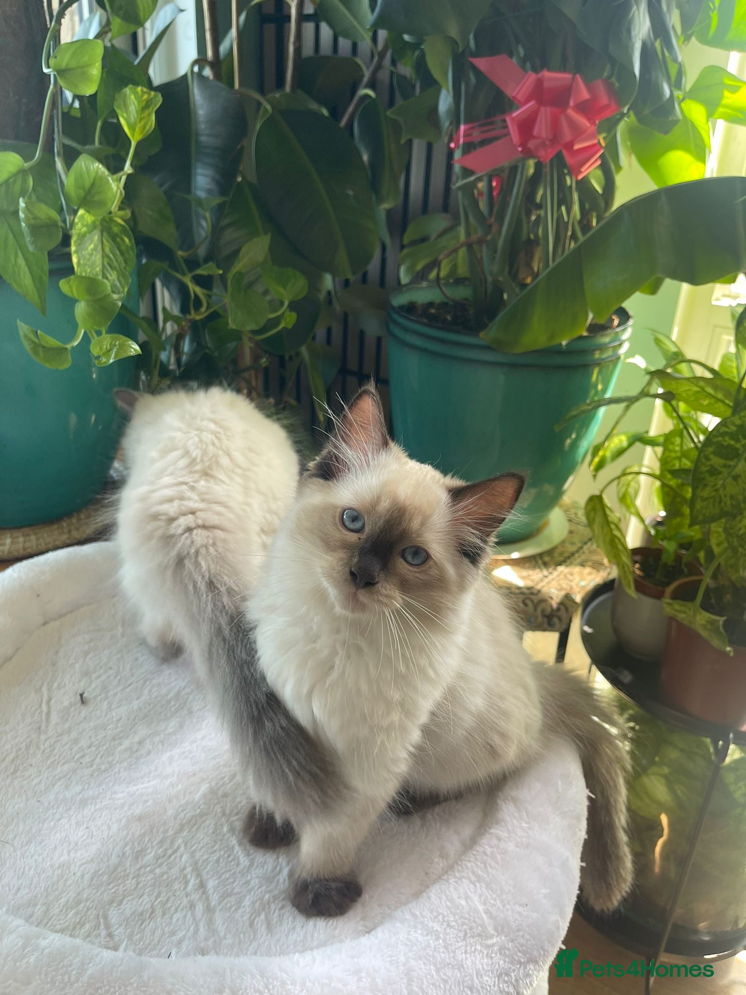 Ragdoll cats 3 cuties 💕 and 1 rare lilac kitten  - Advert 2