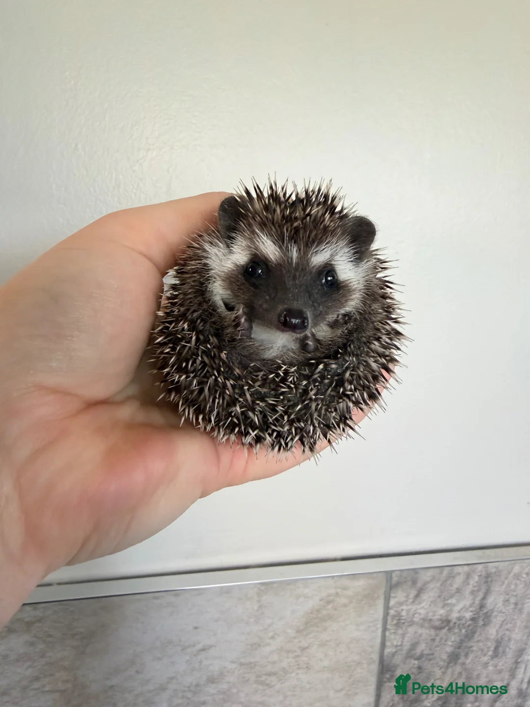 Pygmy Hedgehog rodents for sale: African Pygmy hedgehog female available  - Advert 2