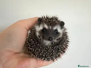 Pygmy Hedgehog rodents African Pygmy hedgehogs 1 female left. - Advert 20