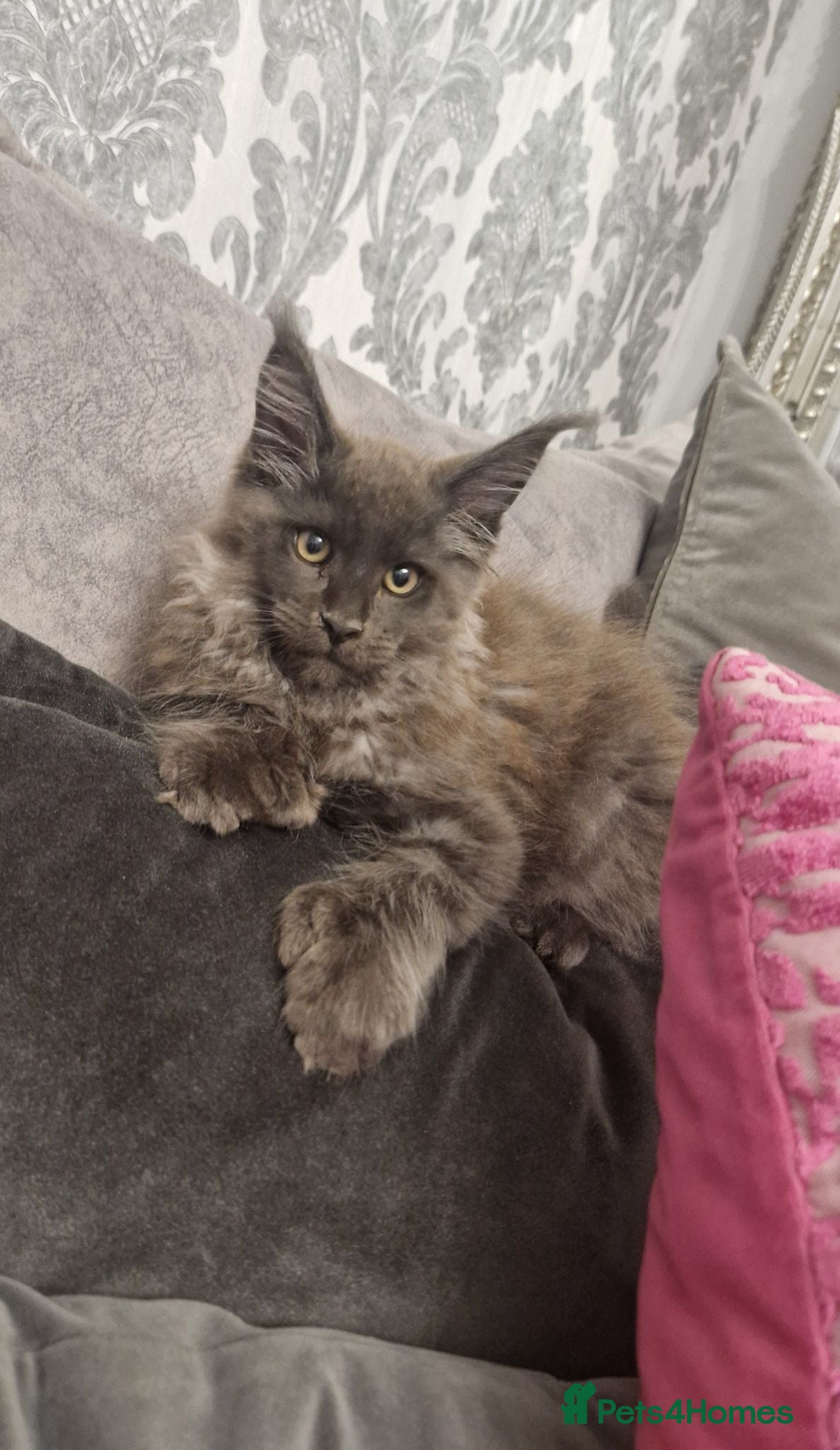 Maine Coon cats Polydactal male tica registered  - Advert 5
