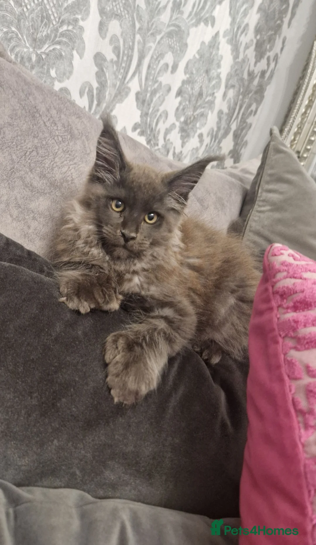 Maine Coon cats for sale: Polydactal male tica registered  - Advert 1