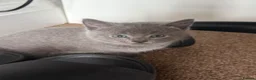 British Shorthair cats for sale: Kittens ready to leave  in Southall - Advert 1