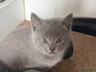 British Shorthair cats Kittens ready to leave - Advert 1