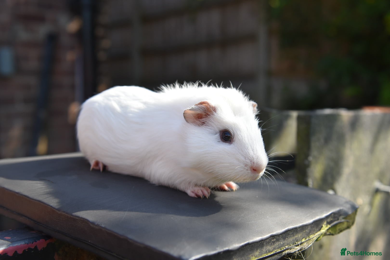Lionhead rabbits Guinea Pigs Looking For New Homes - Advert 2