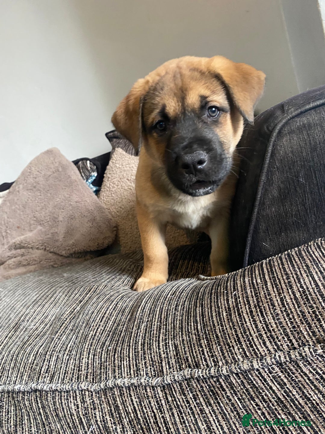 Mixed Breed dogs for sale: Rottweiler x Akita puppy  - Image 9