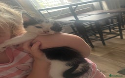British Shorthair cats for sale: 1 female and 3 toms - Image 11