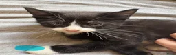 Mixed Breed cats for sale: 6 playful kittens  in New Milton - Advert 4
