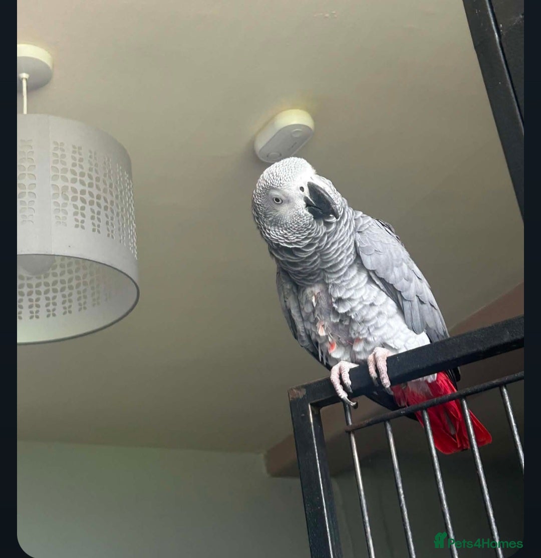 Parrots birds for sale: Male African grey in Saltburn-by-the-Sea - Advert 1