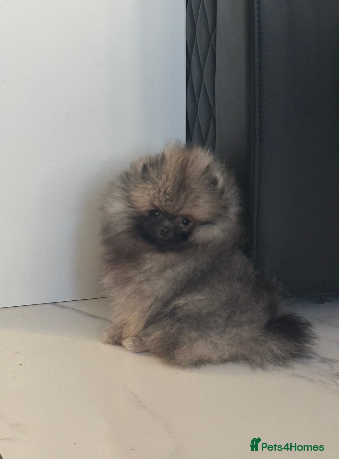 Pomeranian dogs for sale: Fabulous boys available to discerning pet homes - Advert 17