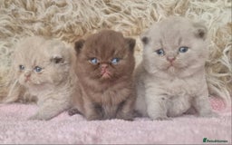 British Shorthair cats for sale: Tica registered British Shorthair kittens Champion - Image 4