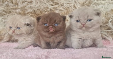 British Shorthair cats - Advert 8