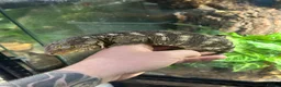 Gecko reptiles for sale: Pair of Leachianus Geckos and juveniles  - Advert 6