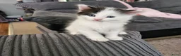 Mixed Breed cats for sale: 2 siamese mix males looking for new homes  - Advert 7
