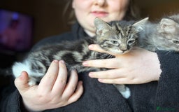 Siberian cats for sale: Beautiful Siberian/Norwegian mix kittens - Image 10
