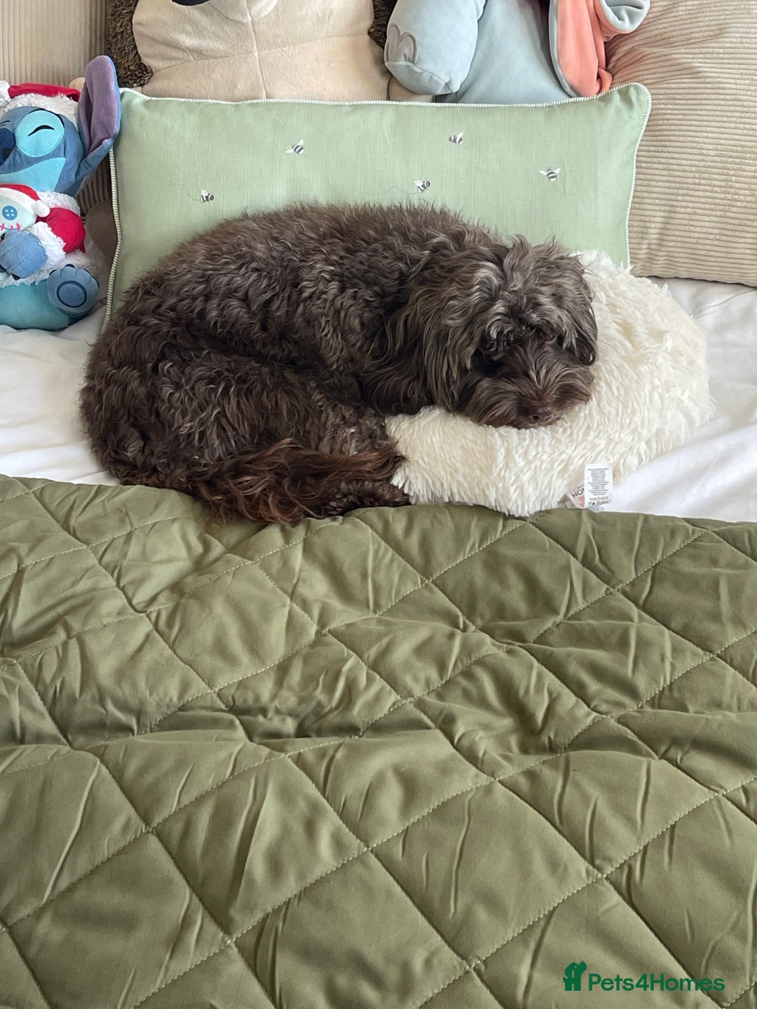 Cockapoo dogs for sale: STUNNING F2 cockapoo puppies for sale  - Advert 2