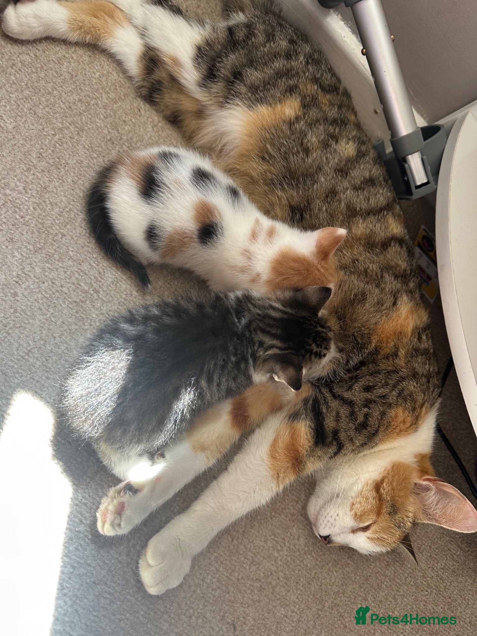 Mixed Breed cats Stunning kittens  - Advert 1