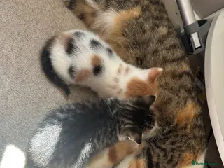 Mixed Breed cats Stunning kittens - Advert 1