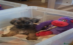 Mixed Breed dogs for sale: Chihuahua x boy - Image 8
