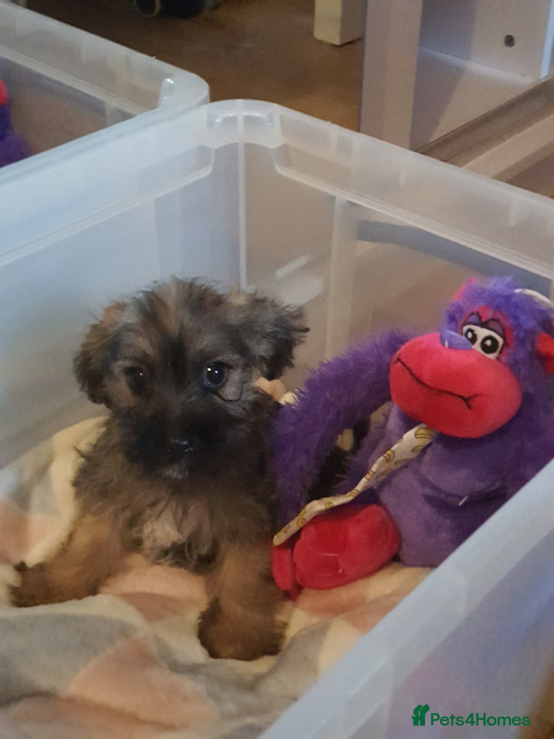 Mixed Breed dogs for sale: Chihuahua x boy - Image 8