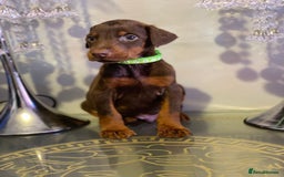 Dobermann dogs for sale: Beautiful Dobermann puppies - Image 16