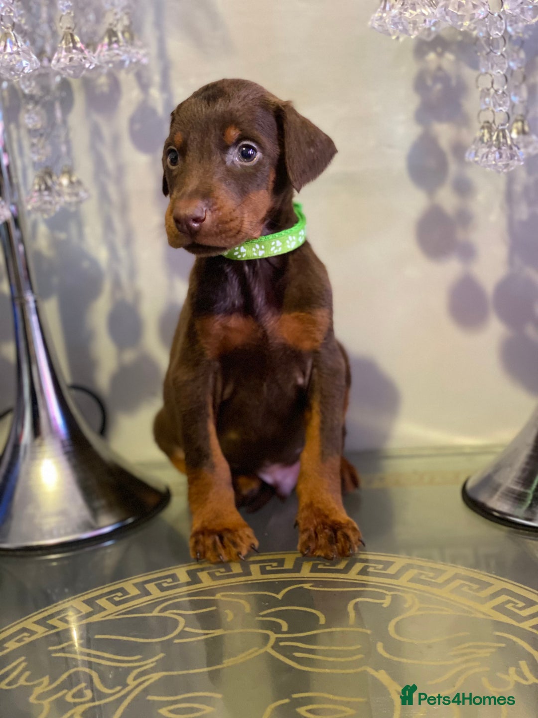 Dobermann dogs for sale: Beautiful Dobermann puppies - Image 16
