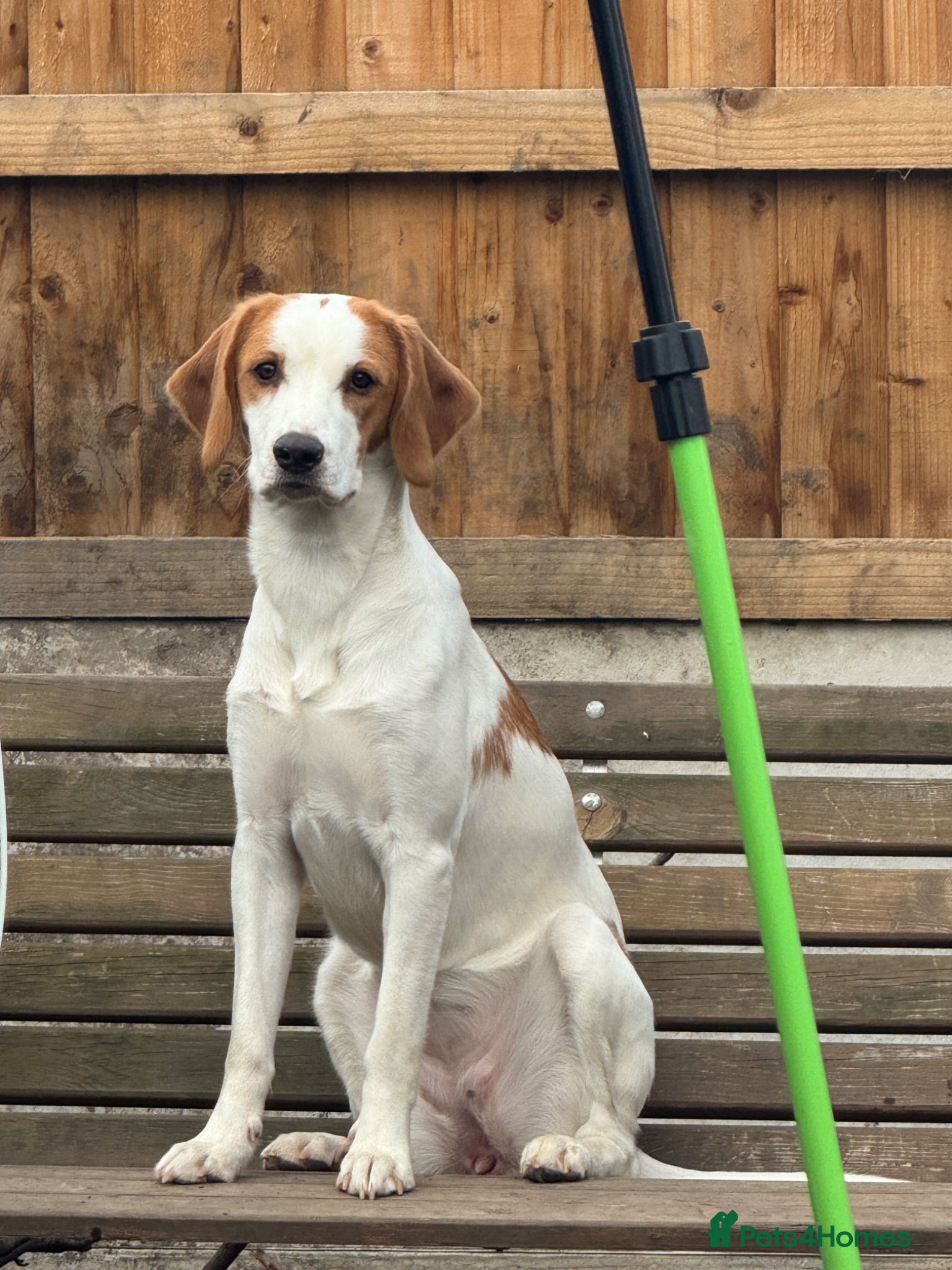 Mixed Breed dogs Speagle (springer spaniel and beagle - Advert 1