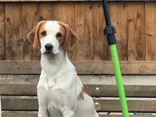 Mixed Breed dogs Speagle (springer spaniel and beagle - Advert 1