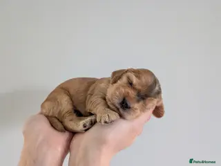 Cocker Spaniel dogs KC Reg Show Type Cocker Spaniel Puppies DNA Tested - Advert 11