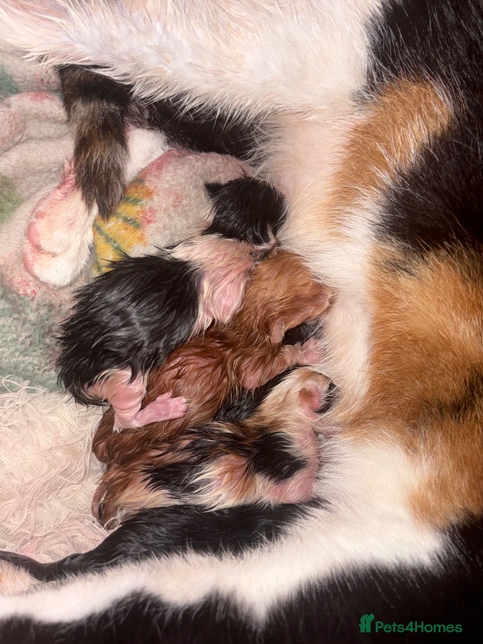 Domestic Shorthair cats 6 beautiful kittens for sale - Advert 1