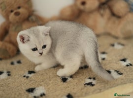 Scottish Fold cats - Advert 9