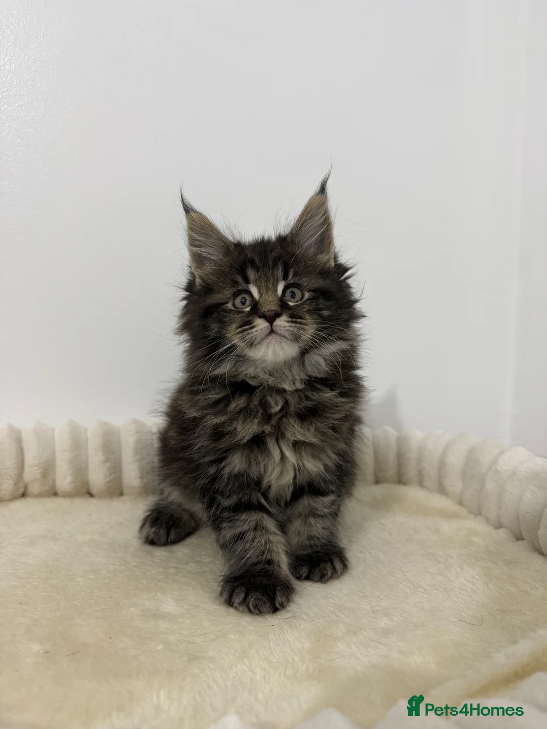 Maine Coon cats for sale: XL RUSSIAN CUBS 🇷🇺💙 - Advert 6