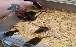 Rat rodents for sale: 6 beautiful Female Rats - Image 16