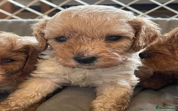 Cavapoo dogs for sale: Adorable toy Cavapoo pups apricot or fox red  - Image 8