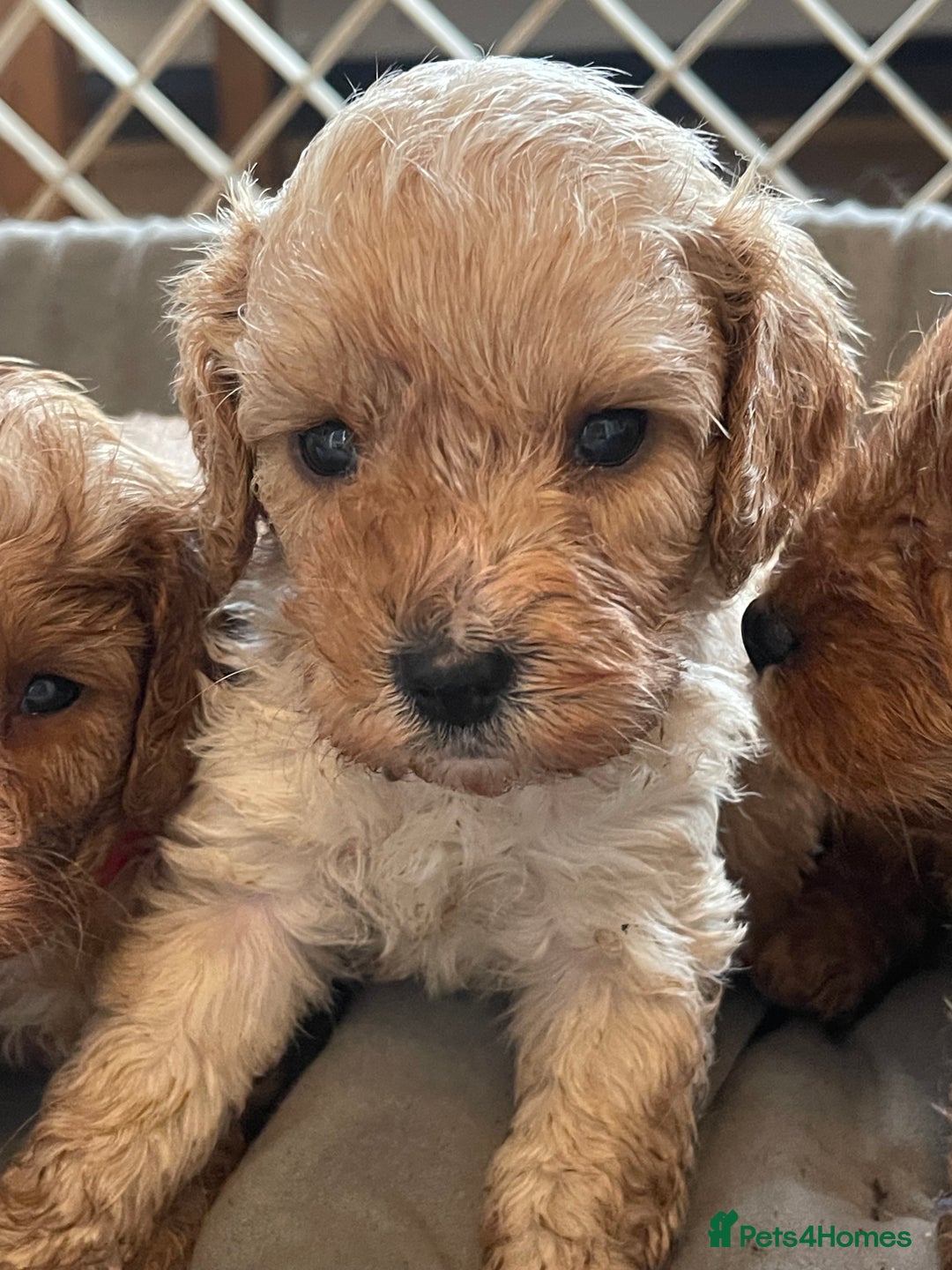Cavapoo dogs for sale: Adorable toy Cavapoo pups apricot or fox red  - Image 8