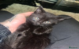 Mixed Breed cats for sale: 2 black girls 9 weeks old - Image 11