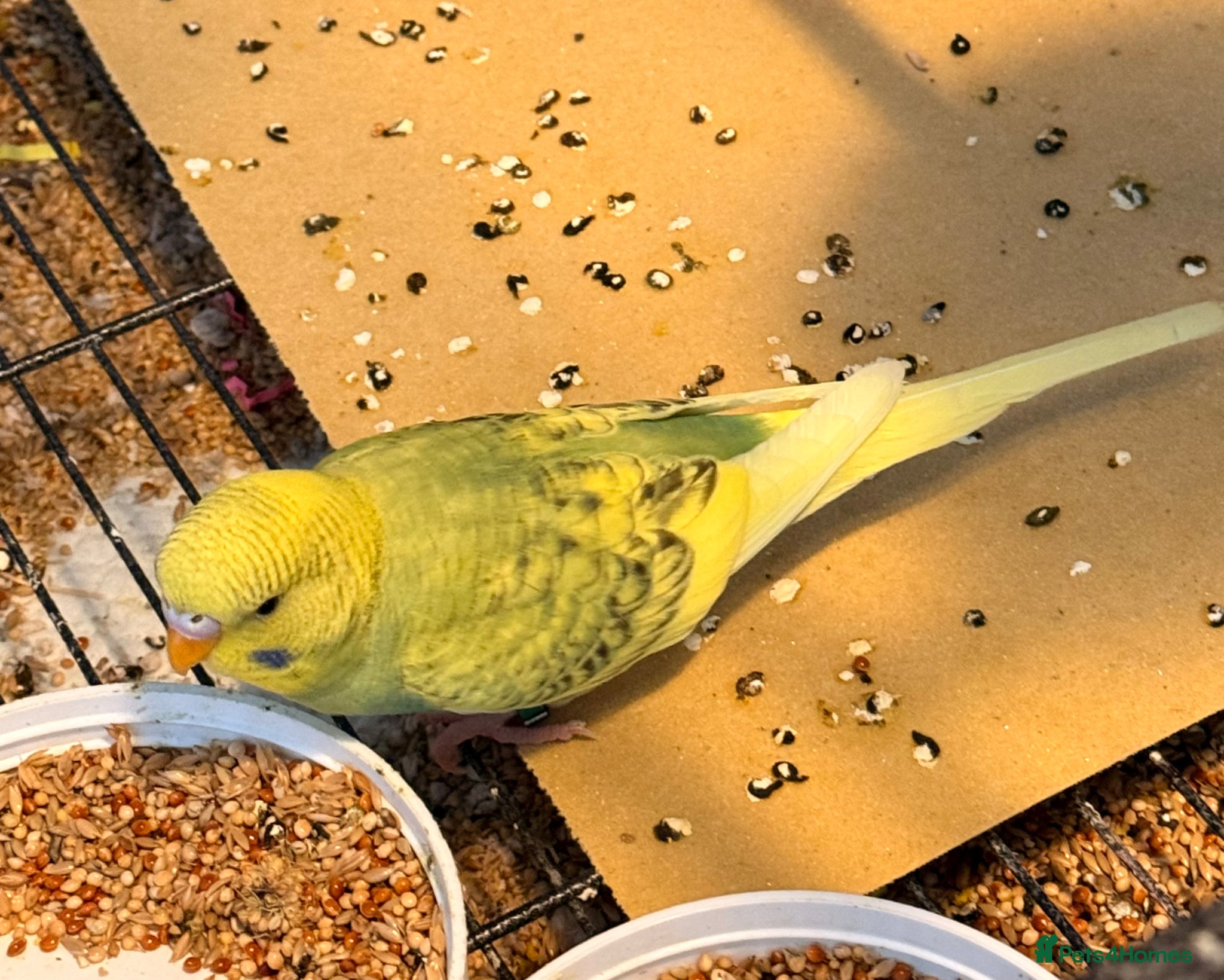 Budgerigars birds  Sold 2 BEAUTIFUL 7-WEEK-OLD BABY BUDGIE  - Advert 2