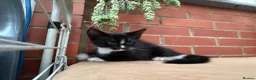 Korat cats for sale: Kittens for Sale – Price Negotiable 🐾 - Advert 28