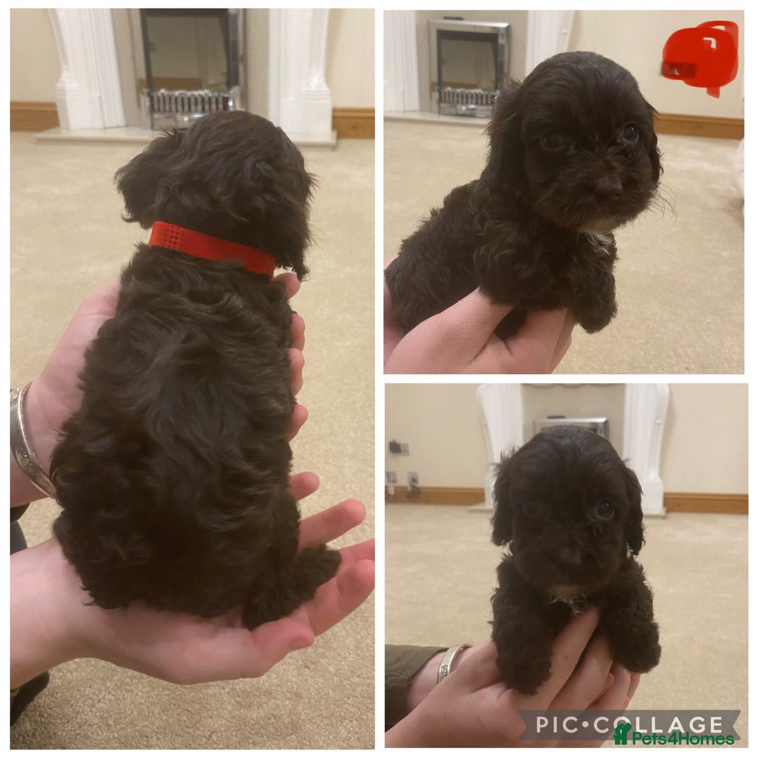 Cockapoo dogs for sale: F1 cockerpoo puppies  - Advert 5