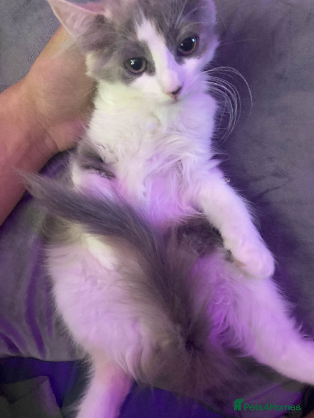British Longhair cats for sale: Grey cute British Longhair male  - Image 5