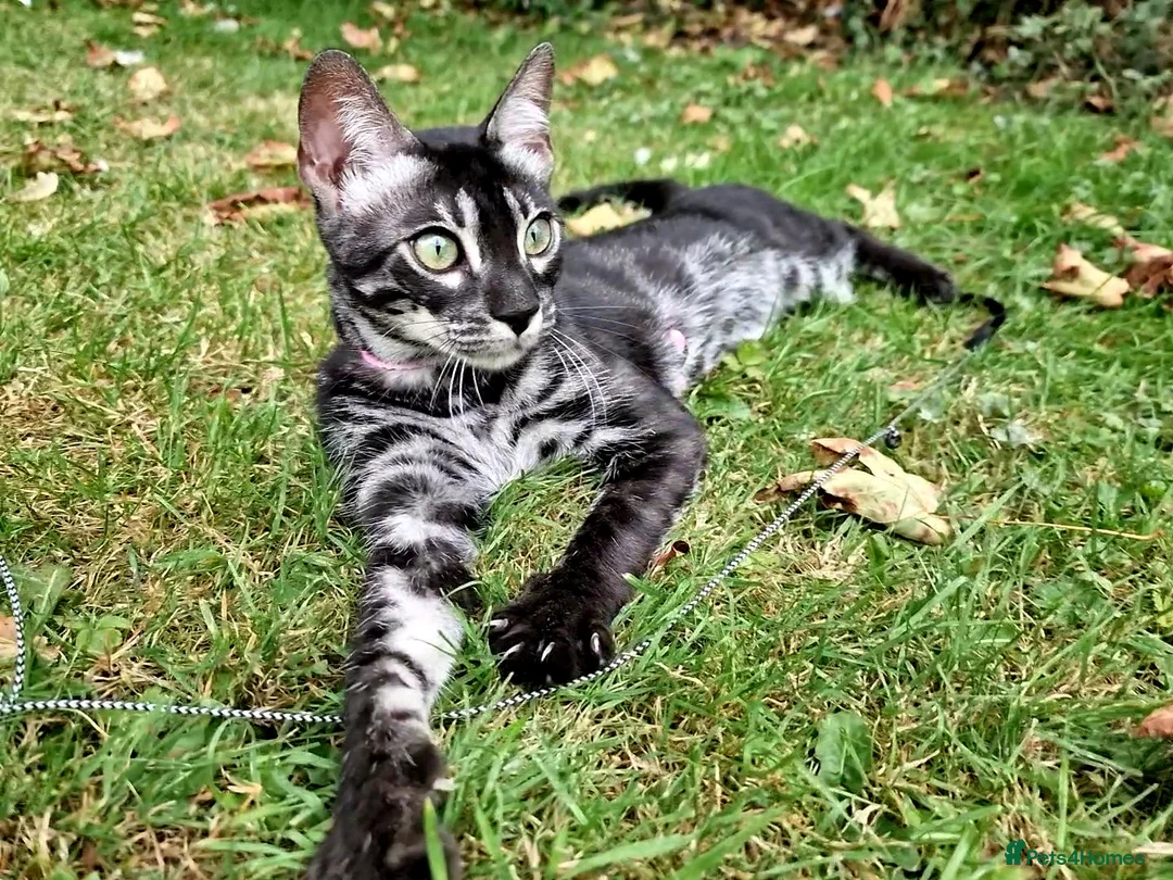 Gallery Image {{count}}