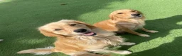 Golden Retriever dogs for sale: KC REGISTERED ®️ 5 STAR ⭐️ GOLDEN RETRIEVER 🐶  - Advert 1