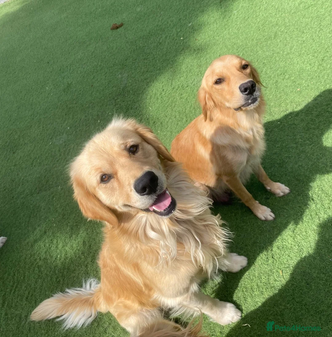 Golden Retriever dogs for sale: KC REGISTERED ®️ 5 STAR ⭐️ GOLDEN RETRIEVER 🐶  - Advert 1