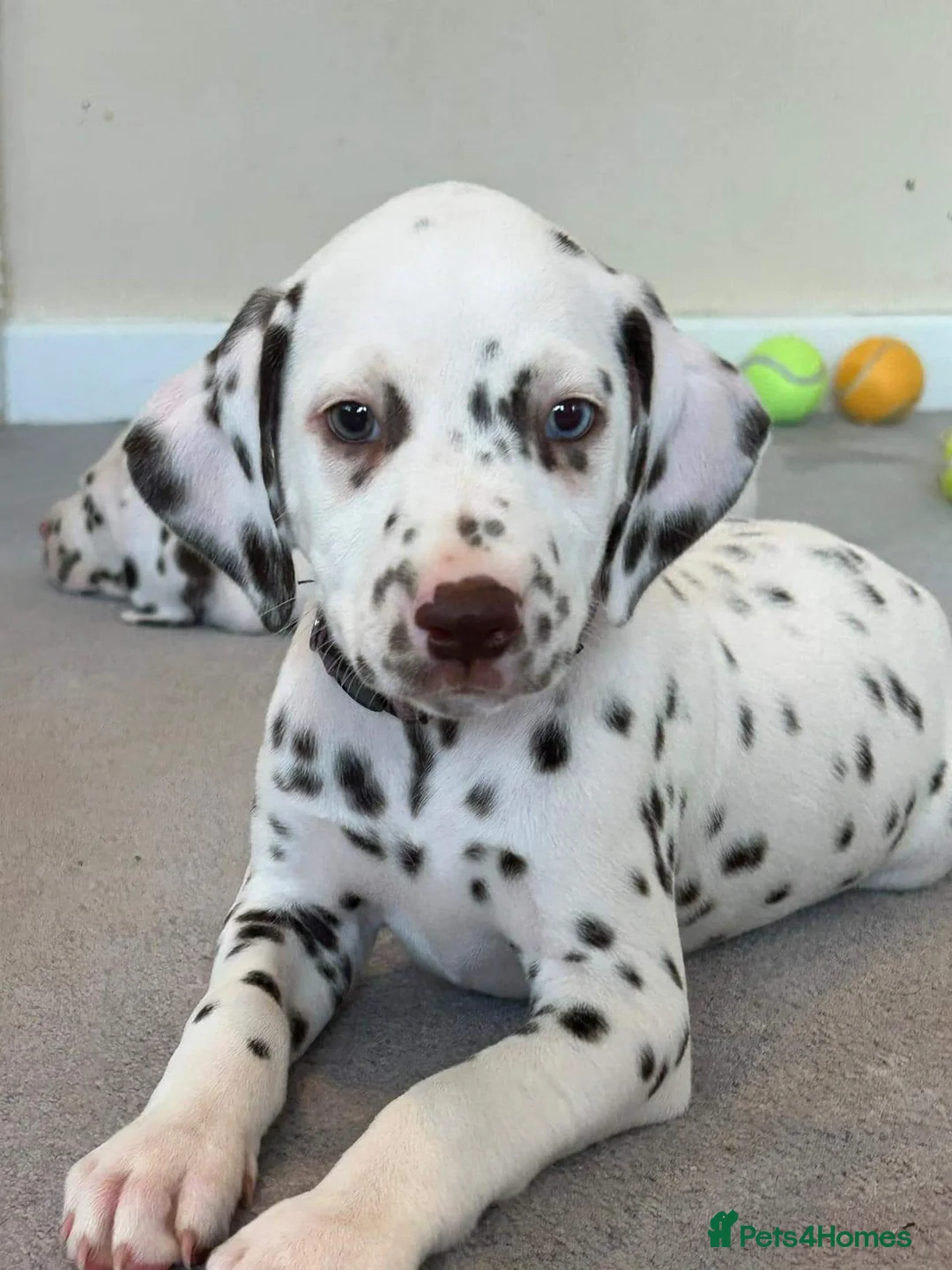 Dalmatian dogs for stud: Liver spot kc dalmatian for stud in Bedford - Advert 9