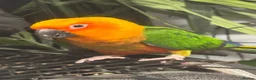 Conures birds for sale: Jenday Conure - Advert 3