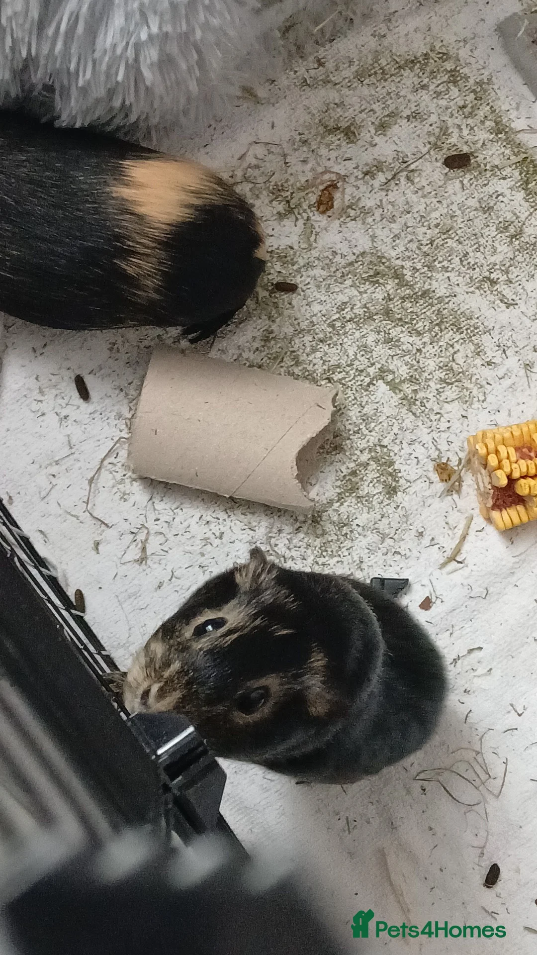 Guinea Pig rodents for sale: 2 Guinea pigs in Bilston - Advert 2